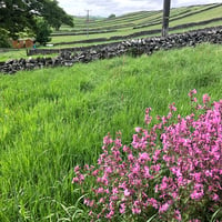 Image 12 of Finding Your Colour Voice - PEAK DISTRICT - Aug 2025