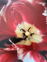 Image 3 of Nobuyoshi Araki - Tokyo Still Life