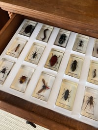 Image 3 of Insectes dans de la résine 