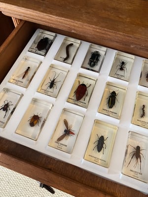 Image of Insectes dans de la résine 