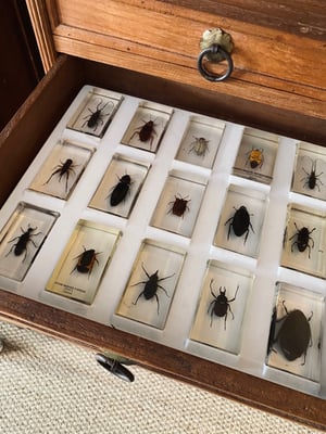 Image of Insectes dans de la résine 