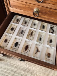 Image 1 of Insectes dans de la résine 