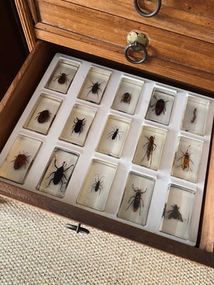 Image of Insectes dans de la résine 