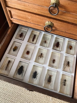 Image of Insectes dans de la résine 