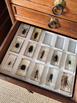 Image of Insectes dans de la résine 