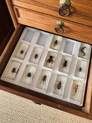 Image of Insectes dans de la résine 