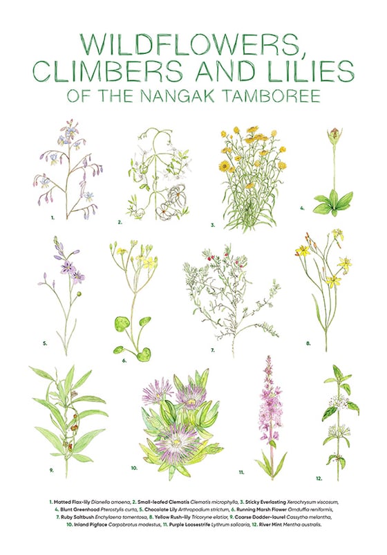 Image of Wildflowers of the Nangak Tamboree - Teatowel - PREORDER