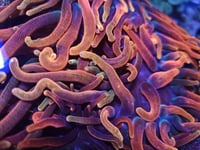 Image 1 of Chicago Sunburst Anemone 3"+