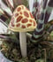 Image of Yellow and Brown Spotted Ceramic Mushroom Plant Stake