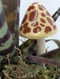 Image of Yellow and Brown Spotted Ceramic Mushroom Plant Stake