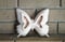 Image of Ceramic Bisque Butterfly Embossed Tray Ready to Paint