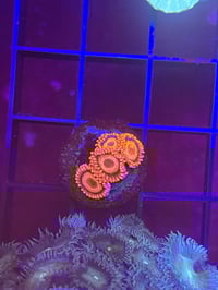 Orange Oxide Zoa