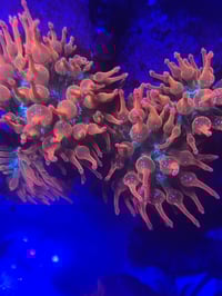 CL Ultra Rainbow Bubbletip