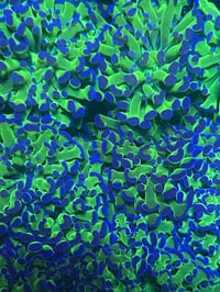 Green with blue tip hammer 