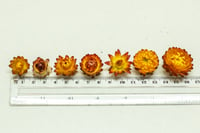 Image 2 of 80 Strawflower Heads - Small Orange