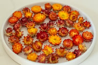 Image 1 of 80 Strawflower Heads - Small Orange