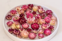 Image 1 of 80 Strawflower Heads - Small Pink