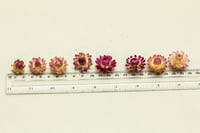 Image 2 of 80 Strawflower Heads - Small Pink