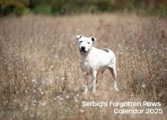 Image of Serbia's Forgotten Paws 2025 Calendar