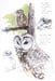 Image of Barred Owl field sketch print