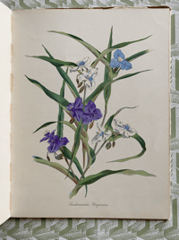 Image 6 of English Garden Flowers John Nash