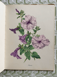 Image 7 of English Garden Flowers John Nash