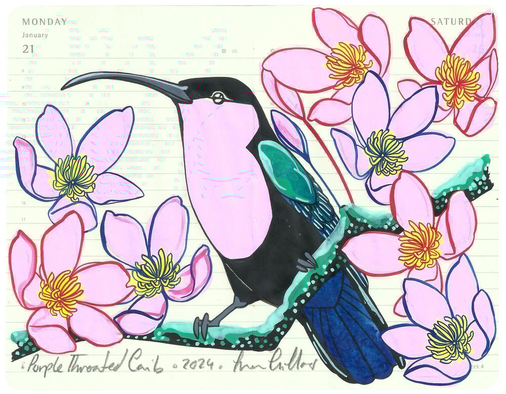 Image of Purple Throated Carib II