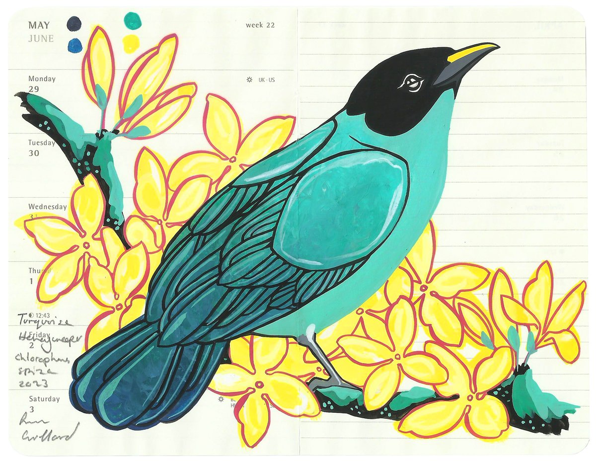 Image of Turquoise Honeycreeper