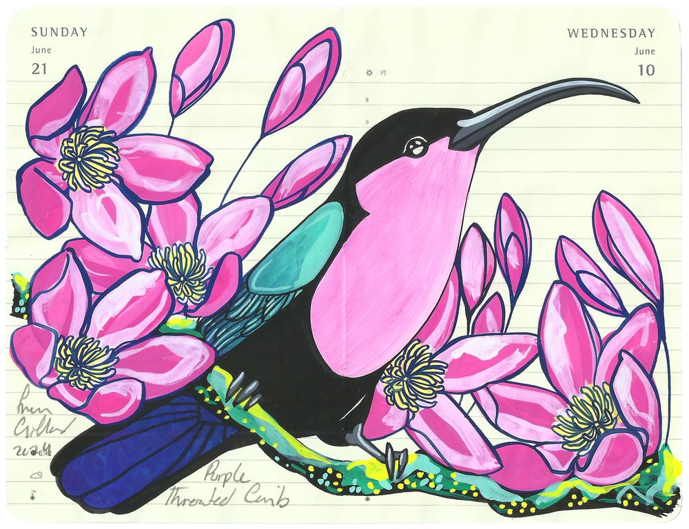 Image of Purple Throated Carib