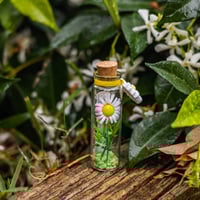 Image 3 of Daisy - Message in a Bottle