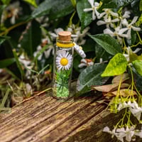 Image 4 of Daisy - Message in a Bottle