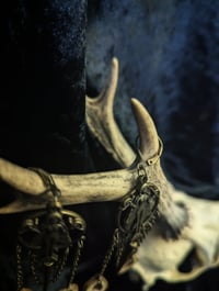 Image 4 of Queen of the Night : real bone slices