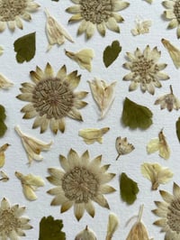 Image 3 of Pressed flower frame "Astrantia" 
