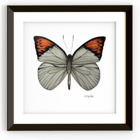 Mariposa "Fire tip"