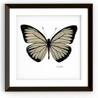Mariposa "Black elegance"