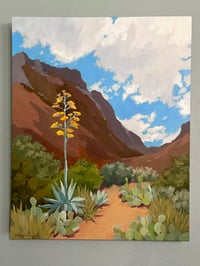 Century Plant, Big Bend