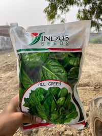 Spinach Seed 