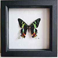 Framed - Madagascan Sunset Moth III