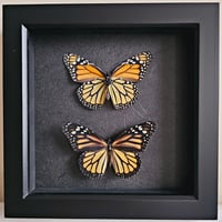 Framed - Monarch Butterfly Pair