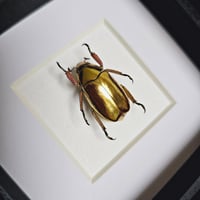 Image 2 of Framed - Gold Argenteola Scarab Beetle (V.RARE) II