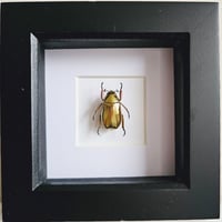 Image 1 of Framed - Gold Argenteola Scarab Beetle (V.RARE) II