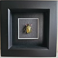 Image 1 of Framed - Gold Argenteola Scarab Beetle (V.RARE) III