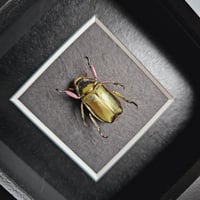 Image 2 of Framed - Gold Argenteola Scarab Beetle (V.RARE) III