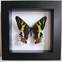 Framed - Madagascan Sunset Moth IV