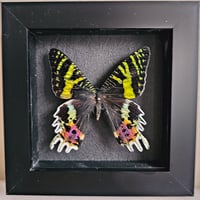 Framed - Madagascan Sunset Moth V