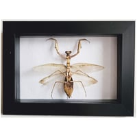 Framed - Giant Asian Praying Mantis