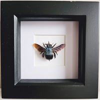 Framed - Blue Carpenter Bee