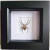 Framed - Silver-Striped Orb Weaver I