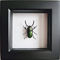 Framed - Sawtooth Stag Beetle (Green)