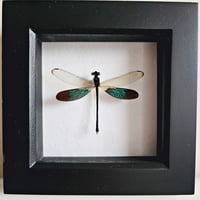 Image 1 of Framed - Vietnam Damselfly II